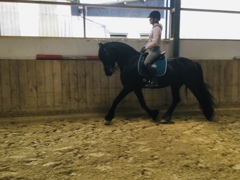 Friesian horses Gelding 8 years 15,3 hh Black in Asbach