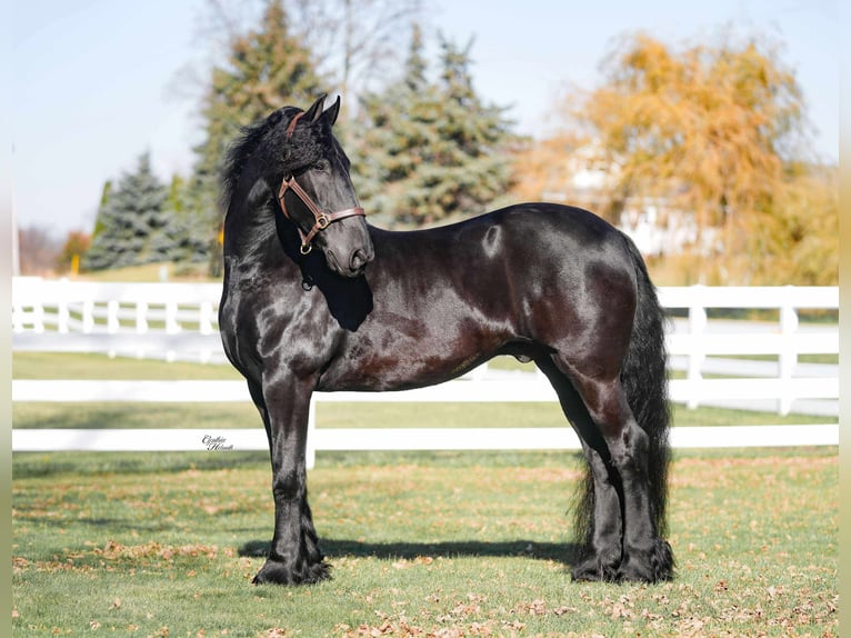 Friesian horses Gelding 8 years 15,3 hh Black in Independence