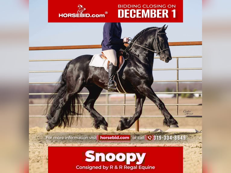 Friesian horses Gelding 8 years 15,3 hh Black in Independence