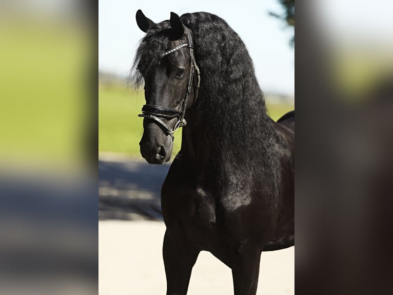 Friesian horses Gelding 8 years 16,1 hh Black in Britswert