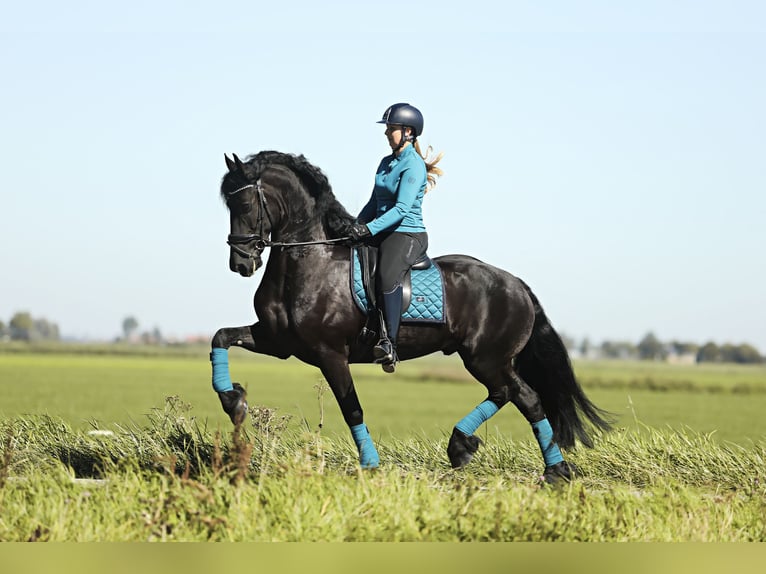 Friesian horses Gelding 8 years 16,1 hh Black in Britswert