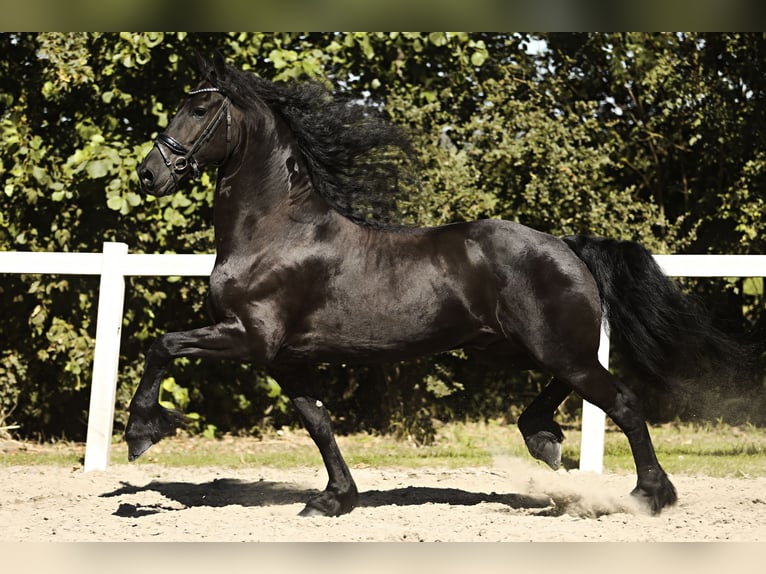 Friesian horses Gelding 8 years 16,1 hh Black in Britswert