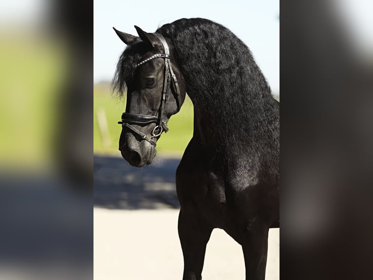 Friesian horses Gelding 8 years 16,1 hh Black in Britswert