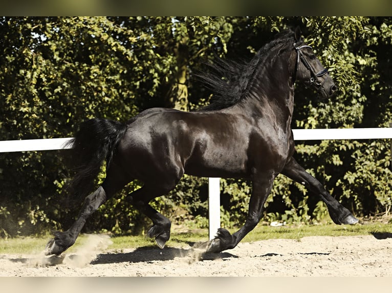 Friesian horses Gelding 8 years 16,1 hh Black in Britswert