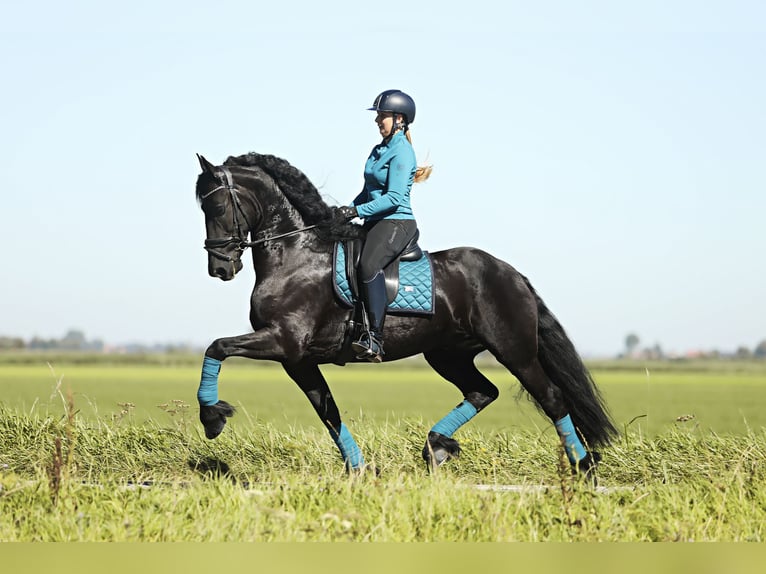 Friesian horses Gelding 8 years 16,1 hh Black in Britswert