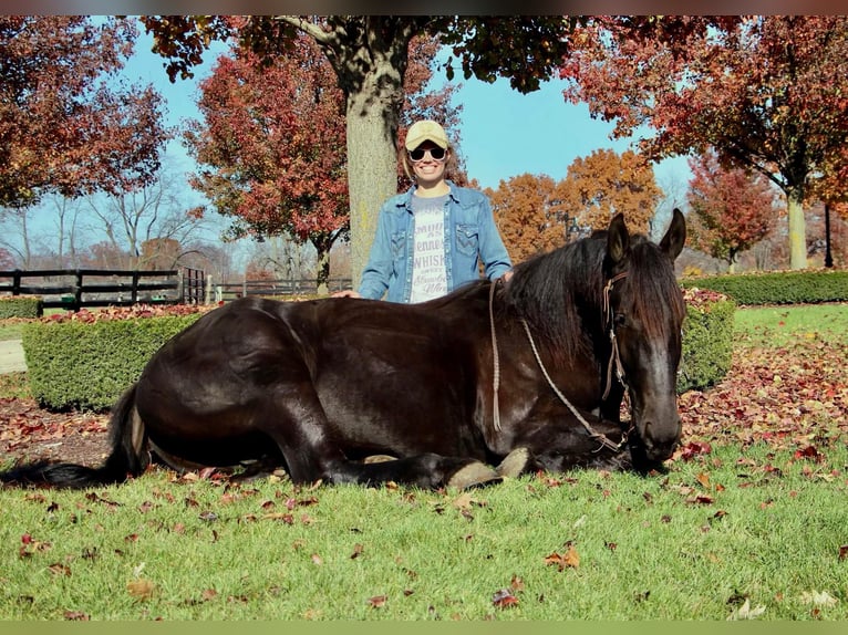 Friesian horses Gelding 8 years 16,1 hh Black in Highland MI