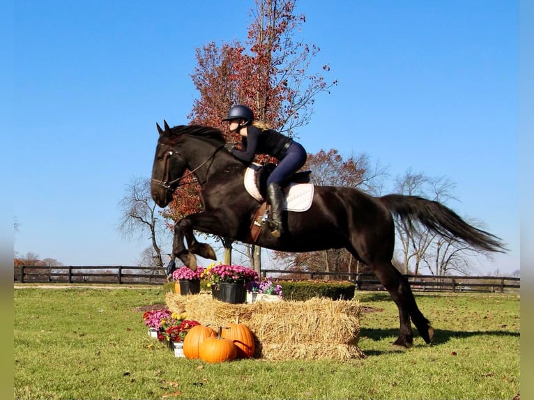 Friesian horses Gelding 8 years 16,1 hh Black in Highland MI