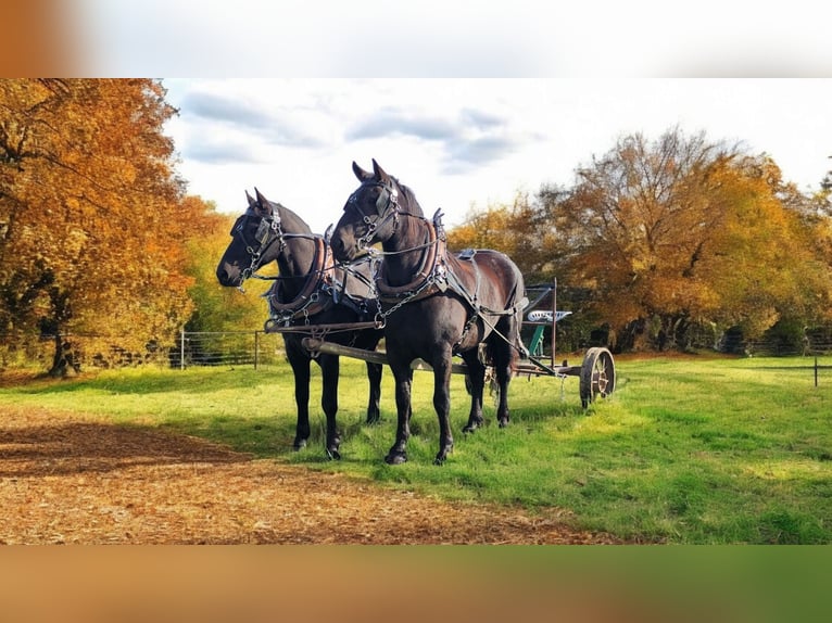 Friesian horses Mix Gelding 8 years 16,1 hh Black in Camden, MI