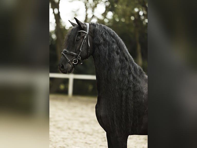 Friesian horses Gelding 8 years 16,2 hh Black in Britswert