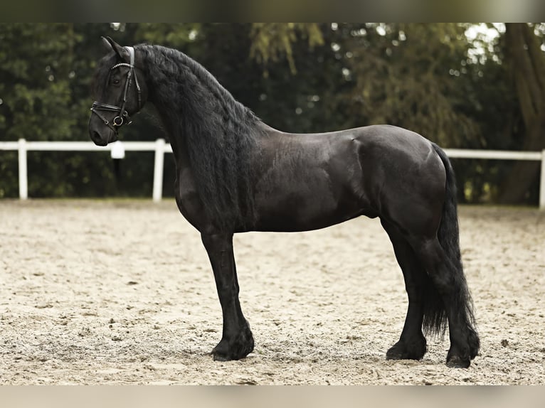 Friesian horses Gelding 8 years 16,2 hh Black in Britswert