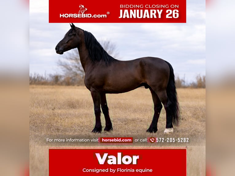 Friesian horses Mix Gelding 8 years 16.2 hh Black in Guthrie