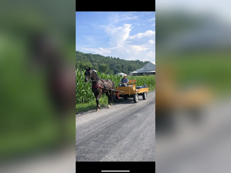 Friesian horses Mix Gelding 8 years 16.2 hh Black in Guthrie