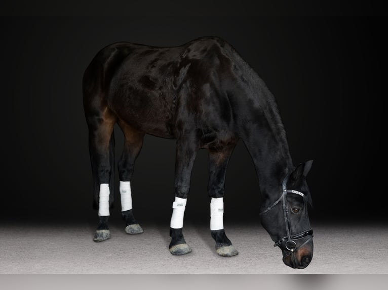 Friesian horses Gelding 8 years 16.3 hh Bay-Dark in Peyton