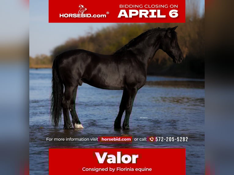 Friesian horses Mix Gelding 8 years 16.3 hh Black in Edmond