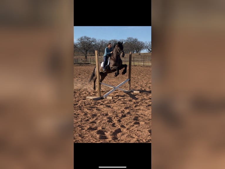 Friesian horses Mix Gelding 8 years 16.3 hh Black in Edmond