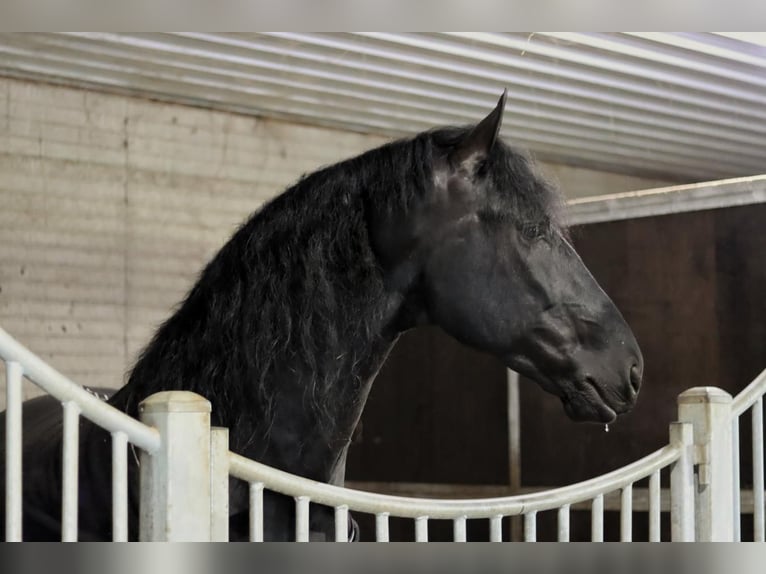 Friesian horses Gelding 8 years 16,3 hh Black in Dalton, OH
