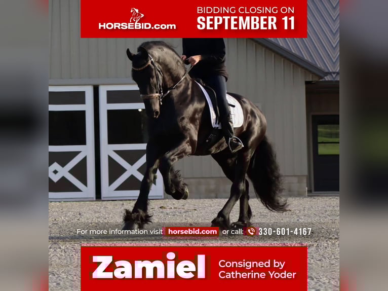 Friesian horses Gelding 8 years 16,3 hh Black in Dalton, OH