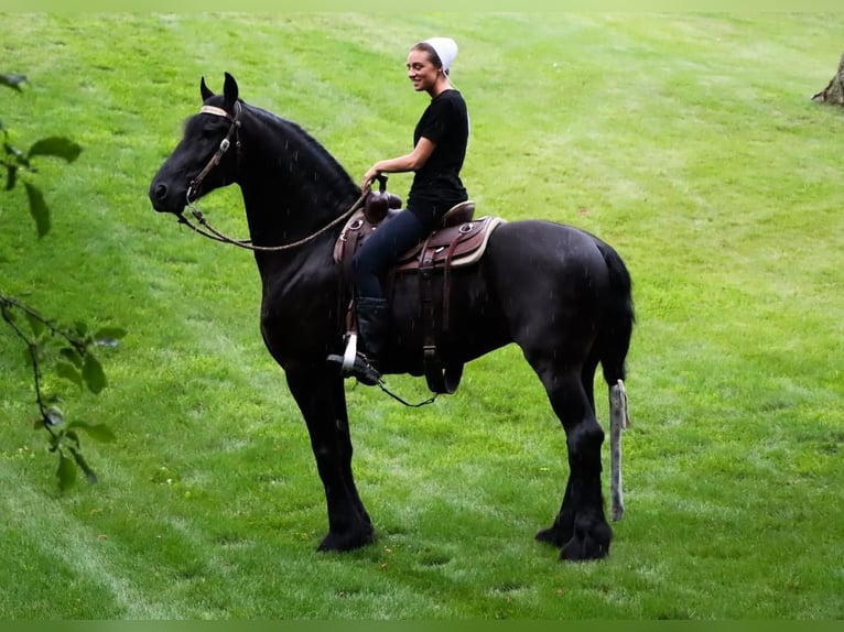 Friesian horses Gelding 8 years 16,3 hh Black in Dalton, OH