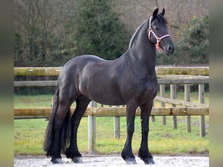 Friesian horses Gelding 8 years 16 hh Black in Erdre-en-Anjou