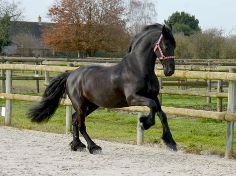 Friesian horses Gelding 8 years 16 hh Black in Erdre-en-Anjou