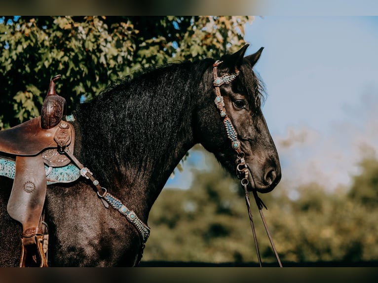 Friesian horses Gelding 8 years 16 hh Black in Hillsboro KY