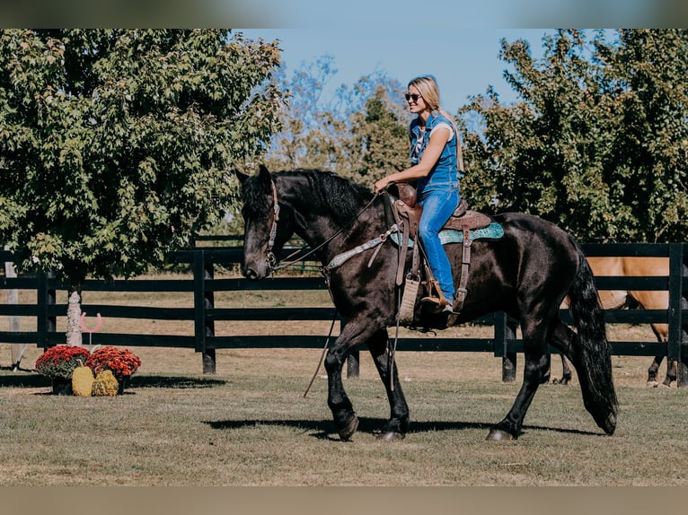 Friesian horses Gelding 8 years 16 hh Black in Hillsboro KY