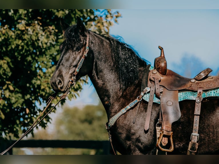 Friesian horses Gelding 8 years 16 hh Black in Hillsboro KY