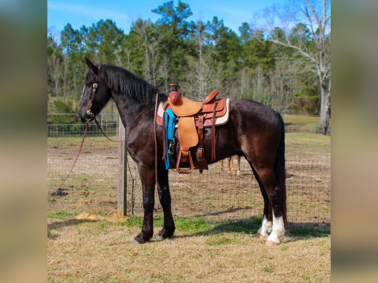 Friesian horses Gelding 8 years 16 hh Black in Kentwood LA