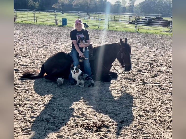 Friesian horses Gelding 8 years 16 hh Black in Kentwood LA