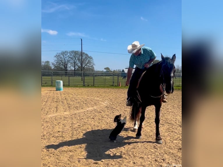 Friesian horses Gelding 8 years 16 hh Black in Kentwood LA