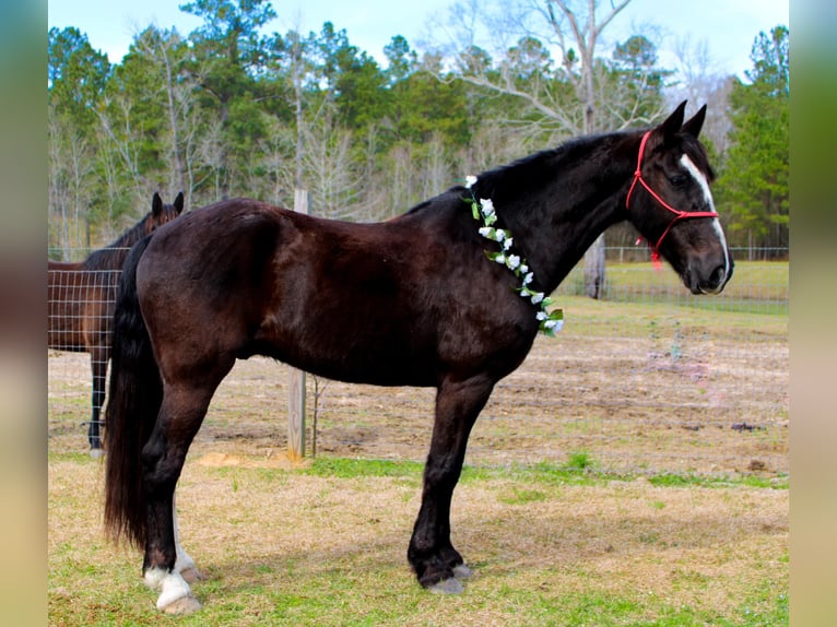 Friesian horses Gelding 8 years 16 hh Black in Kentwood LA