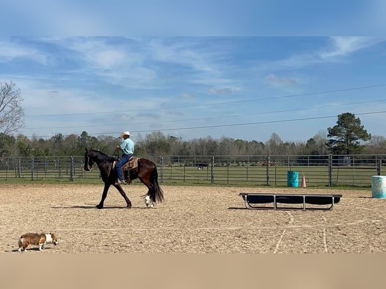 Friesian horses Gelding 8 years 16 hh Black in Kentwood LA