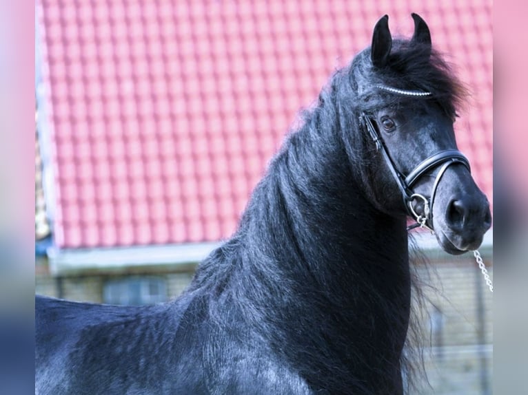 Friesian horses Gelding 8 years 16 hh Black in Orlando