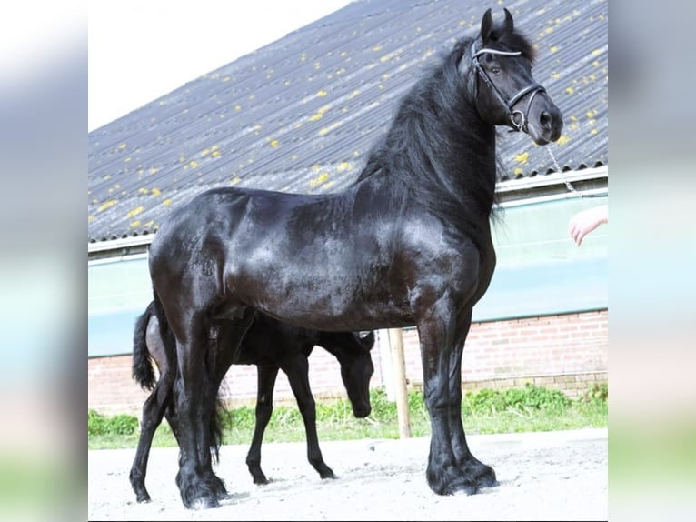 Friesian horses Gelding 8 years 16 hh Black in Orlando