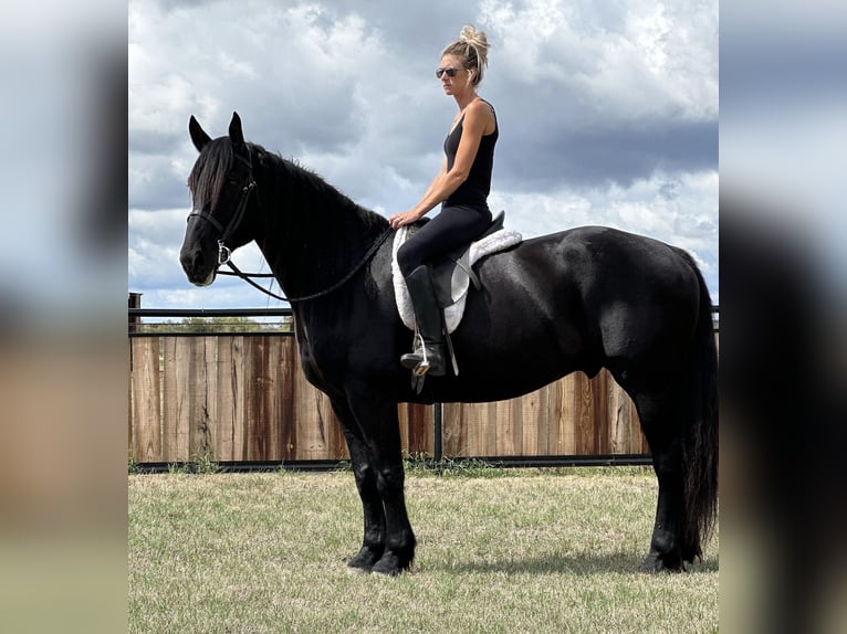 Friesian horses Gelding 8 years 16 hh Black in Byers TX