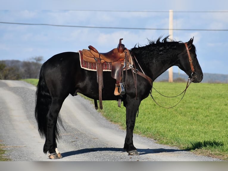 Friesian horses Gelding 8 years 16 hh Black in Rebersburg, PA