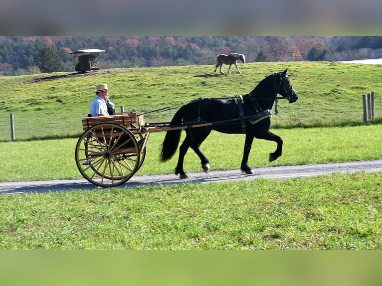 Friesian horses Gelding 8 years 16 hh Black in Rebersburg, PA