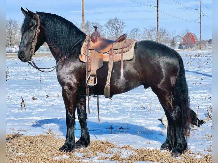 Friesian horses Gelding 8 years 16 hh Black in Zearing, IA