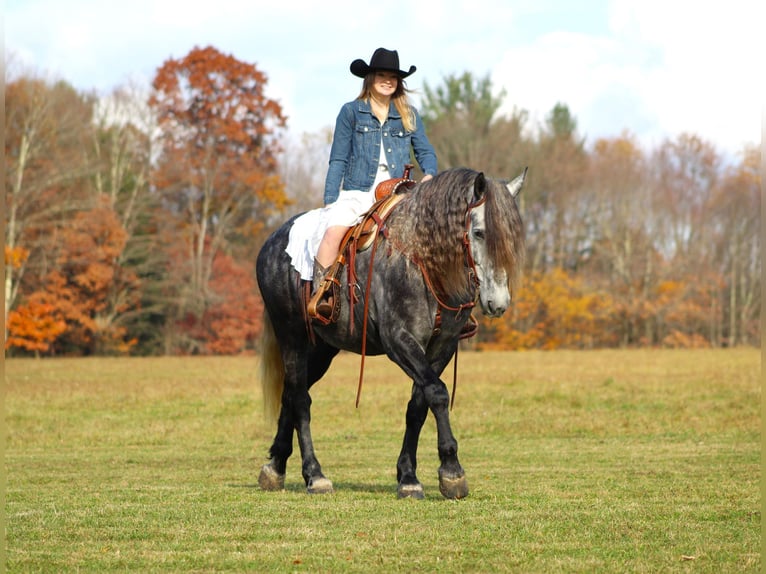 Friesian horses Mix Gelding 8 years 16 hh Gray in Clarion, PA
