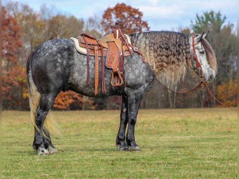 Friesian horses Mix Gelding 8 years 16 hh Gray in Clarion, PA