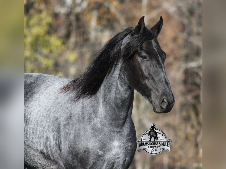 Friesian horses Mix Gelding 8 years 16 hh Roan-Blue in Mount Vernon