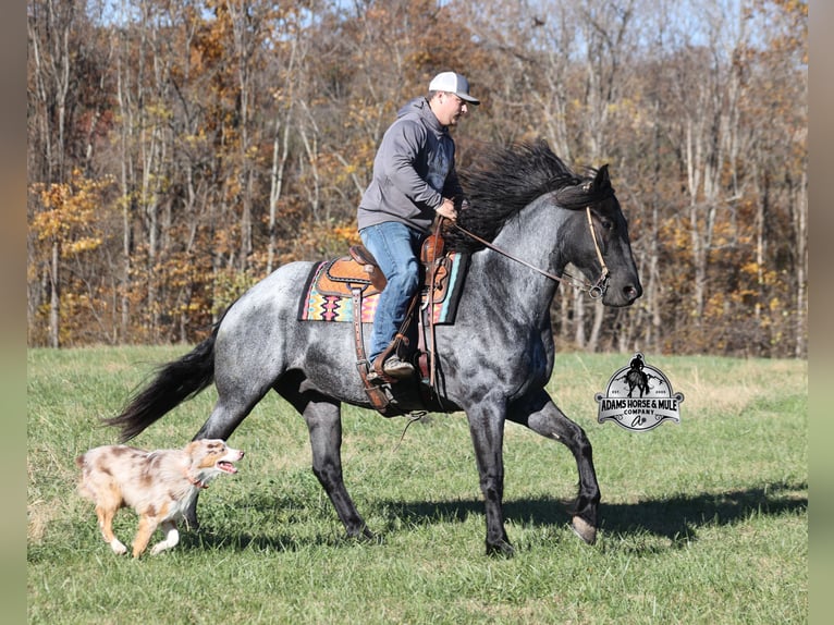 Friesian horses Mix Gelding 8 years 16 hh Roan-Blue in Mount Vernon