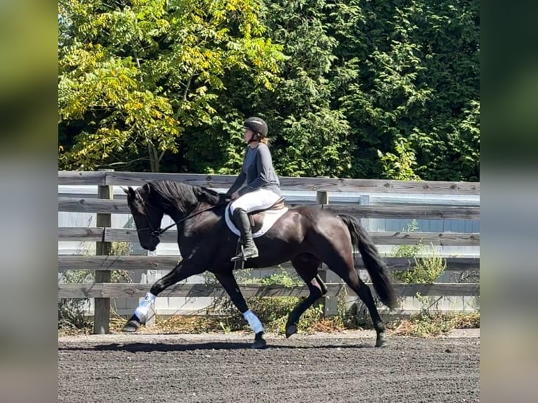Friesian horses Gelding 8 years 16,2 hh Black in Allentown