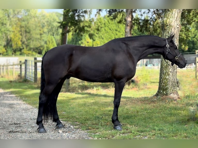 Friesian horses Gelding 8 years 16,2 hh Black in Allentown