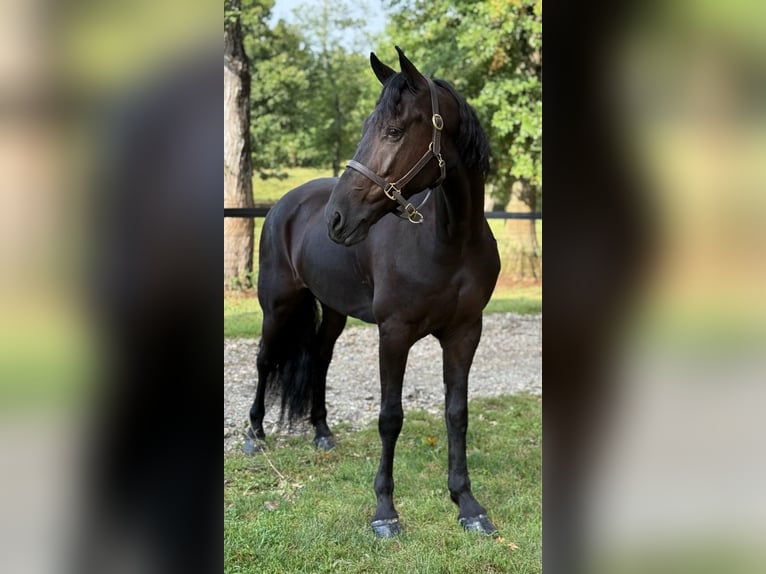 Friesian horses Gelding 8 years 16,2 hh Black in Allentown