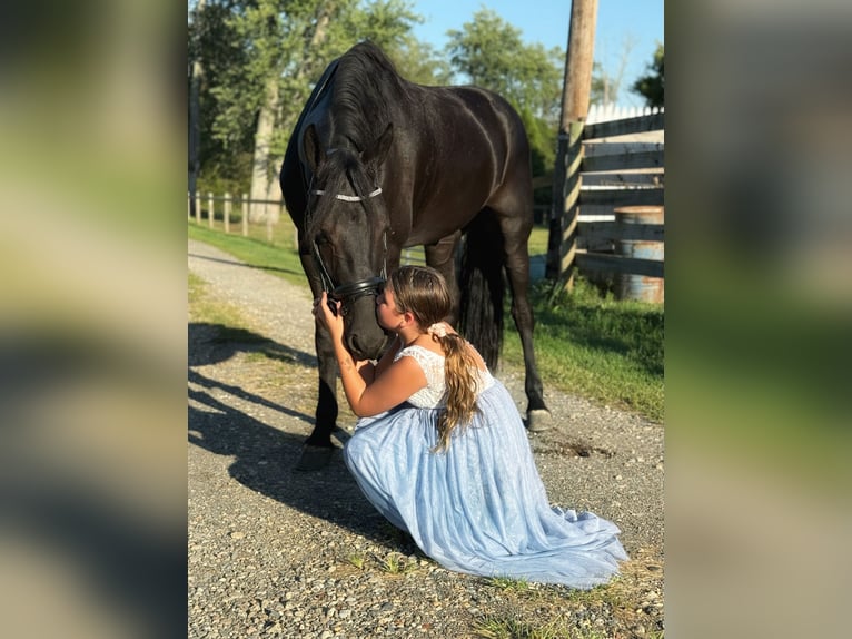 Friesian horses Gelding 8 years 16,2 hh Black in Allentown