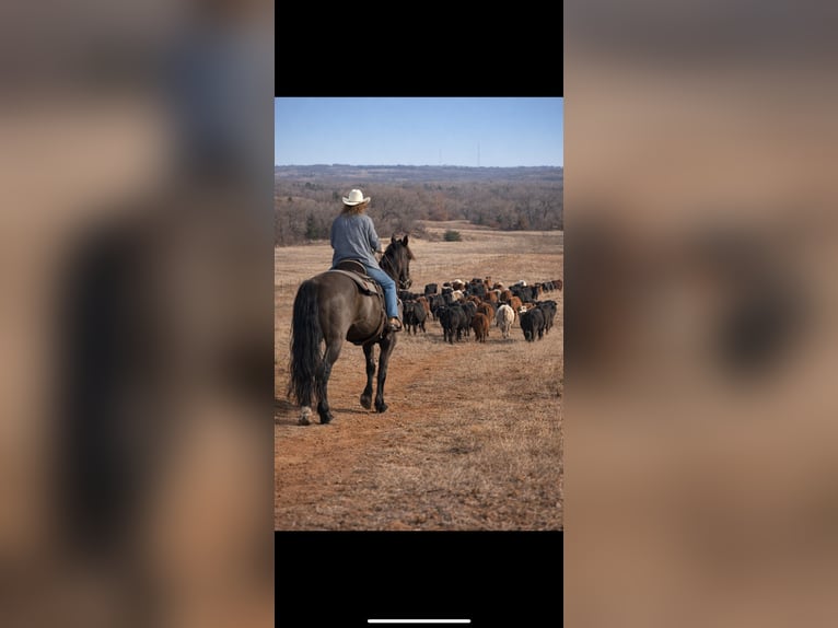 Friesian horses Mix Gelding 8 years 16,2 hh Black in Guthrie