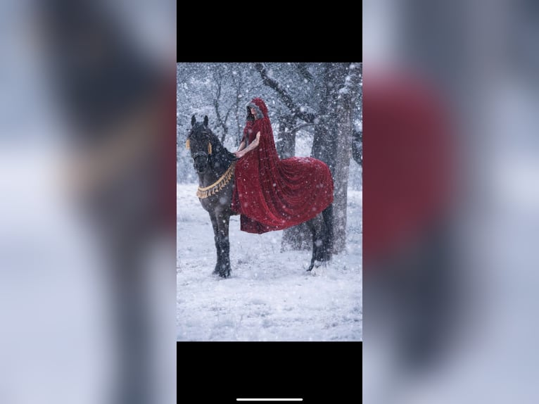 Friesian horses Mix Gelding 8 years 16,2 hh Black in Guthrie