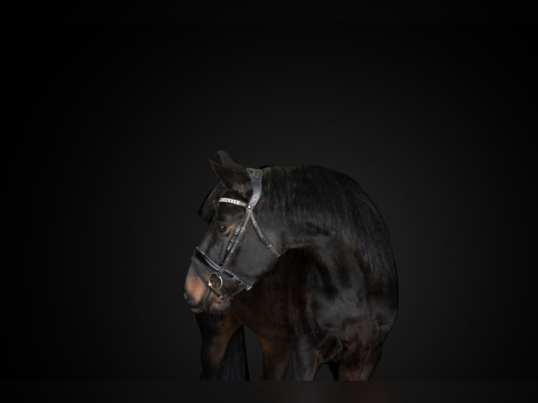 Friesian horses Gelding 8 years 16,3 hh Bay-Dark in Peyton