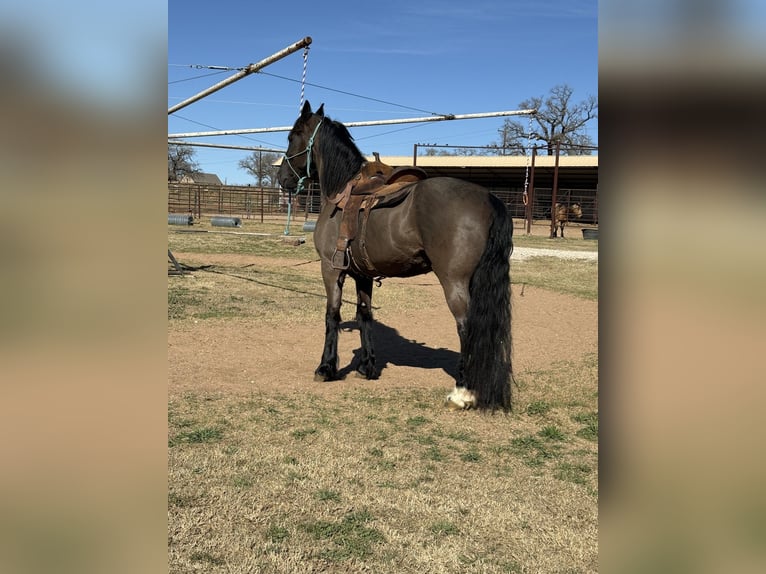 Friesian horses Mix Gelding 8 years 16,3 hh Black in Guthrie